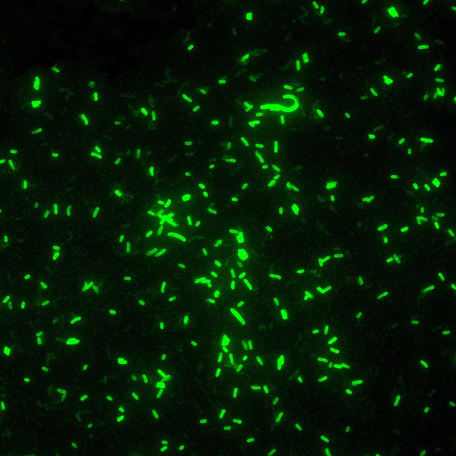Bright green rod-shaped plague bacteria glowing against a black background under a fluorescence microscope