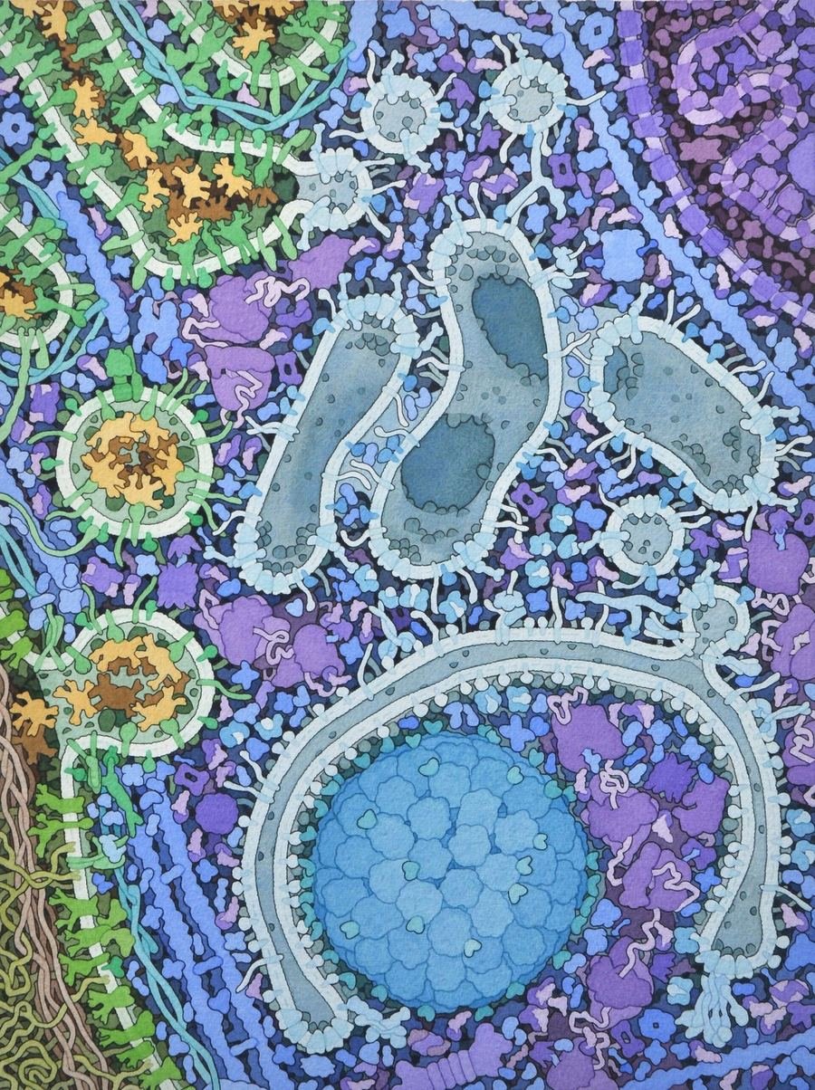 Illustration of an autophagosome forming inside a cell