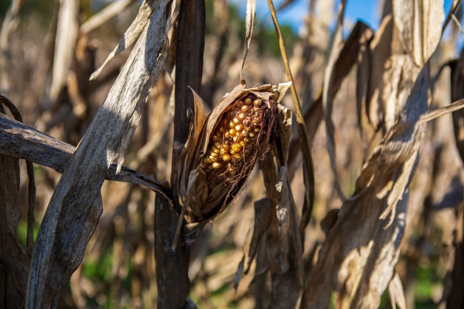 A dried-out maize cob hanging on a dead brown plant
